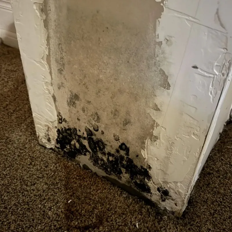 Professional Mold Removal in Custer County, NE